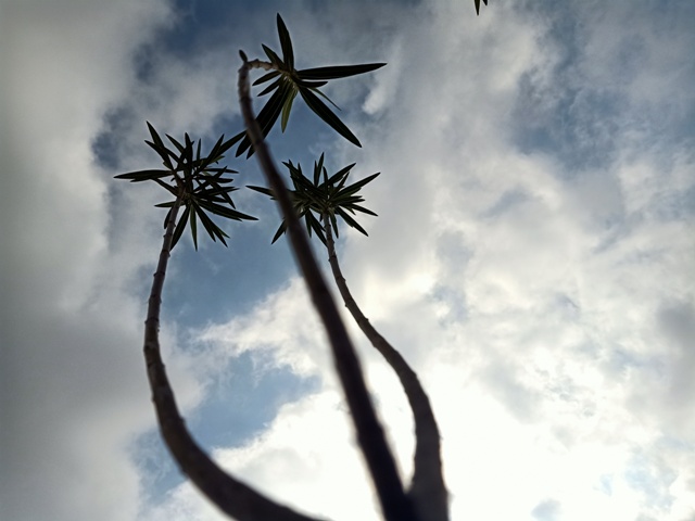 Plants with sky view