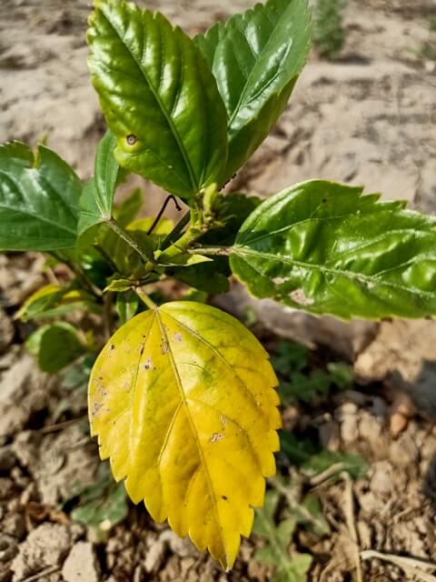 Yellow leaf on a plant 