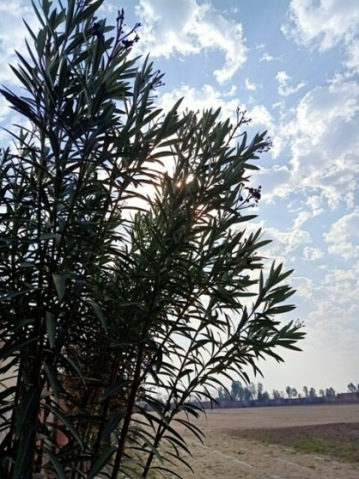 Attractive plants with cloudy sky