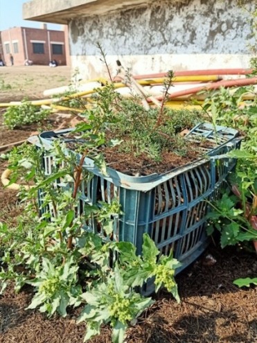 Wild plants in a basket