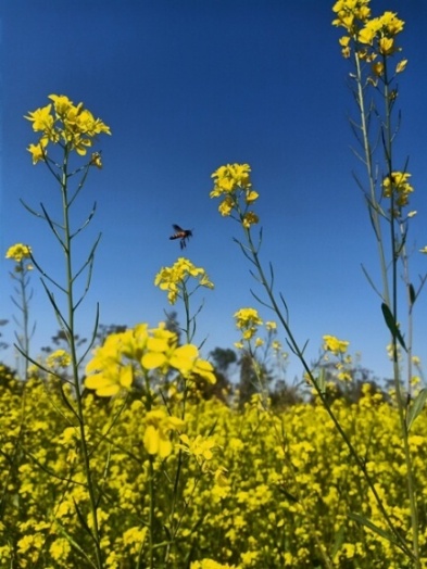 Mustard field with honey bee 