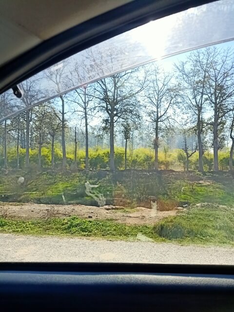 A tree line from a car window 