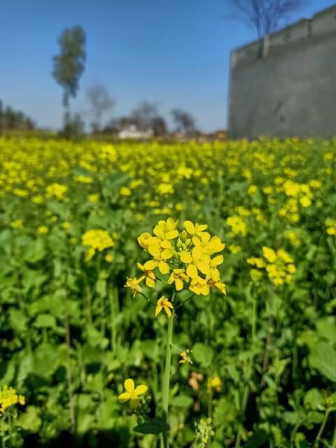 Beautiful picture of a mustard flower 