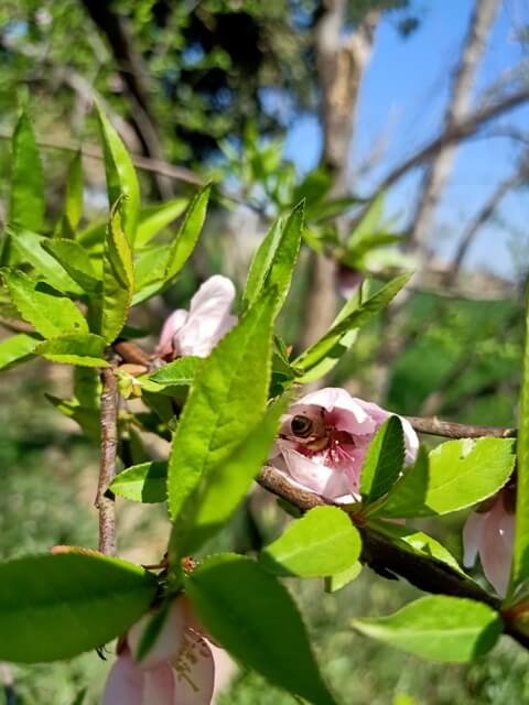 Peach flower pollination by honey be