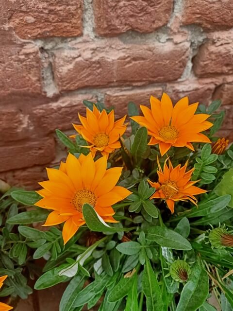 Orange beautiful petals of marigold 