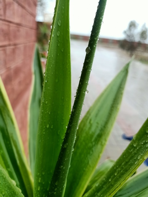 Rainy weather and a beautiful plant with drops 