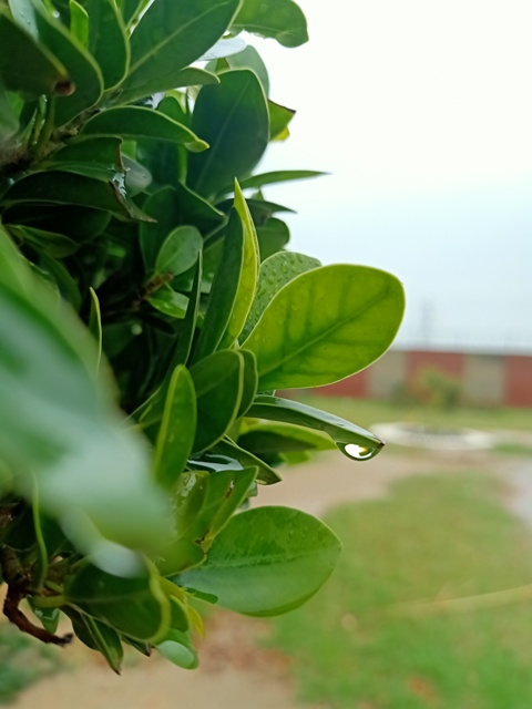 A raindrop on a leaf 