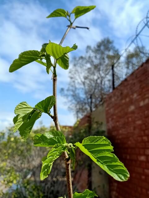 Plants in spring