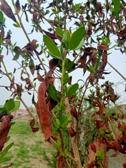 Plants with old and new life