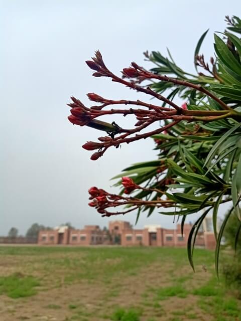 Plant with flower buds