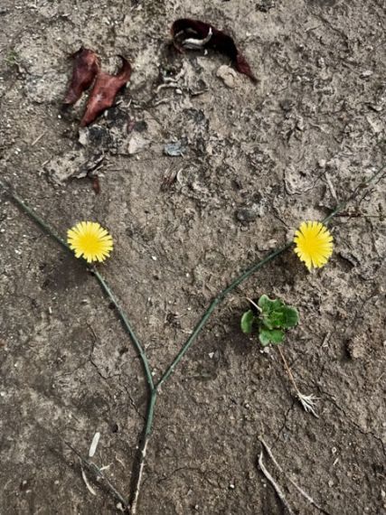 Two dandelions on the stalk 