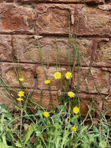 Dandelion flowers with a wall 