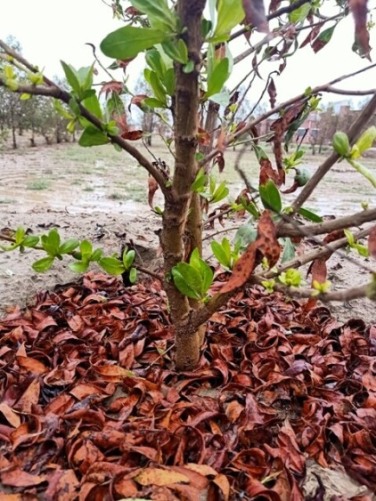 Ficus plant leaves in autumn