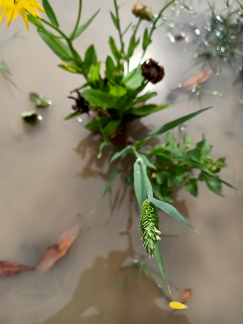 Tiny plant in rain water