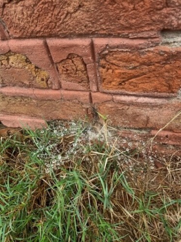 Beautiful dewdrops on grass web