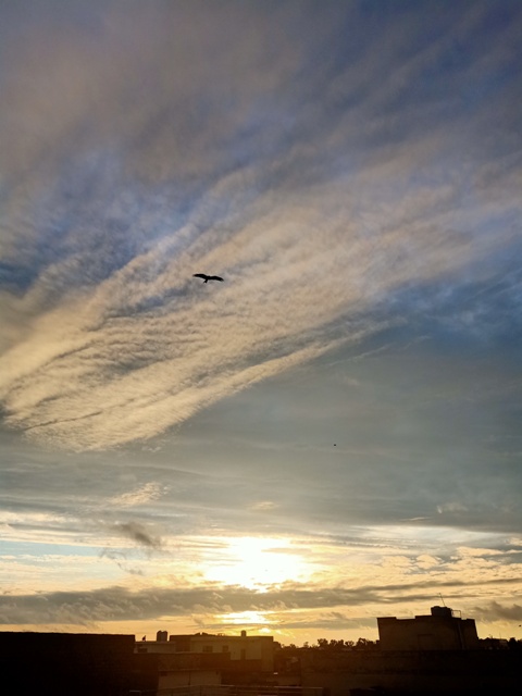 Cloudy sunset and a bird 
