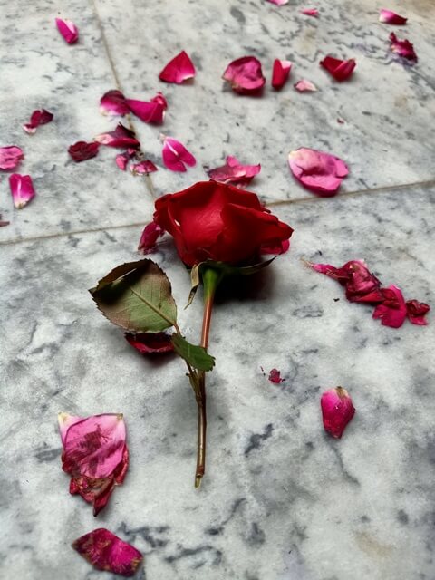 Red rose and petals on the marble ground