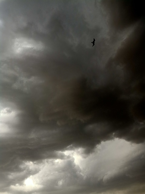 Storm clouds with a bird 