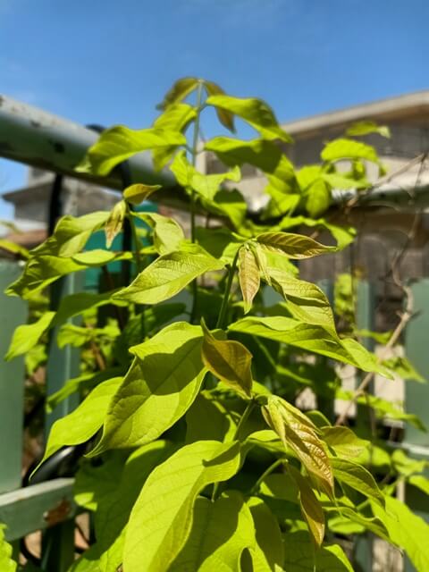Chinese honeysuckle leaves with sky view 
