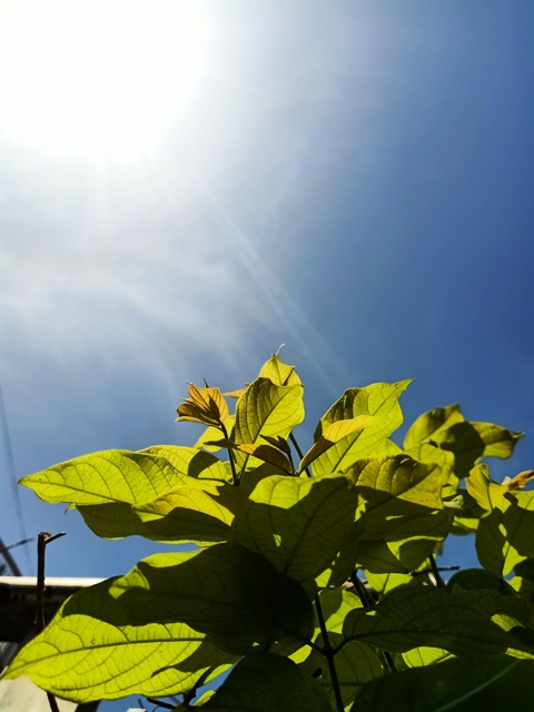 Beautiful vine leaves with sunlight 