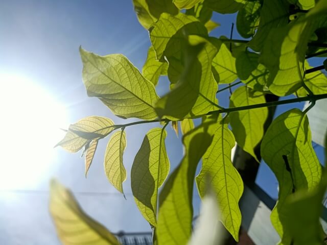 Rangoon creeper leaves on a sunny day 
