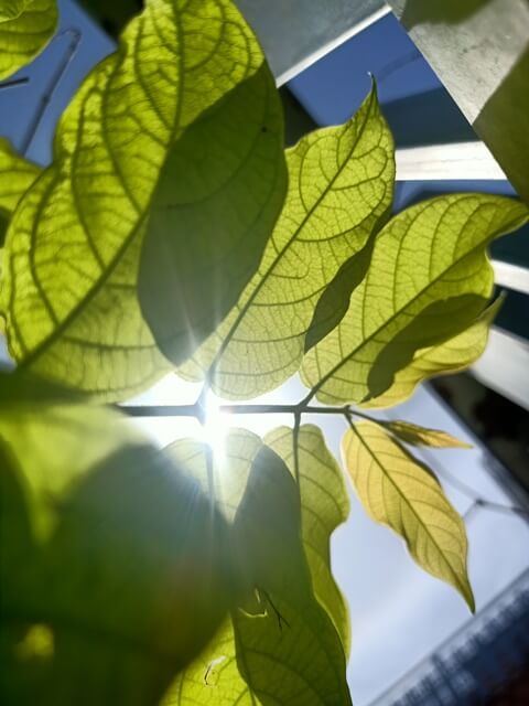 Leaves on a stalk with sun rays 