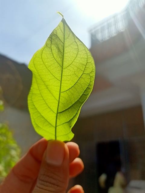 Leaf Anatomy 