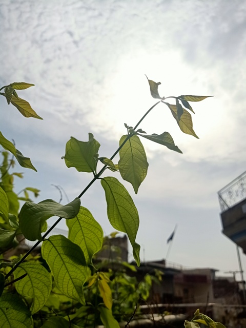 Rangoon creeper leaves with sun in background 
