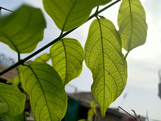 Rangoon creeper vine stalk with leaves 