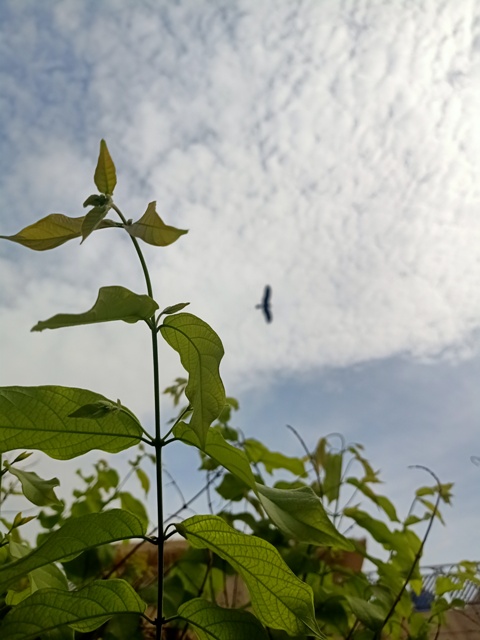 Rangoon creeper plant with sky in the background