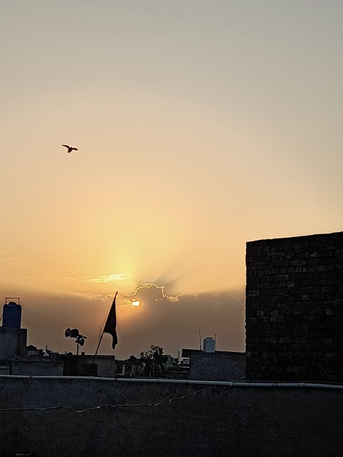 Morning sun canvas with a bird