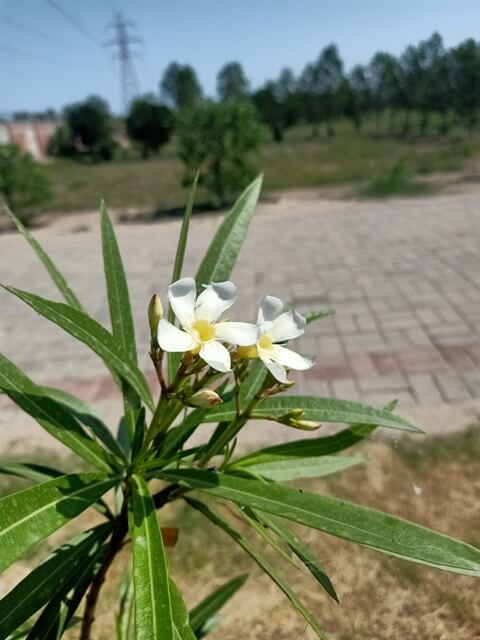 Crape jasmine plant