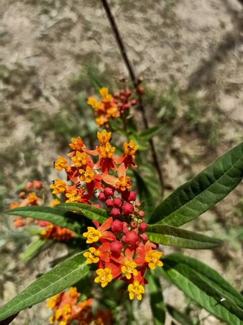 Mexican butterfly weed flowers