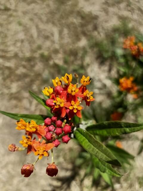 Mexican butterfly weed flowers with ants