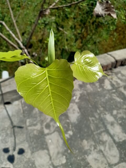 Peepal plant leaves 
