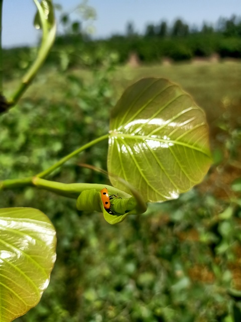 Leaves with a lady bug 
