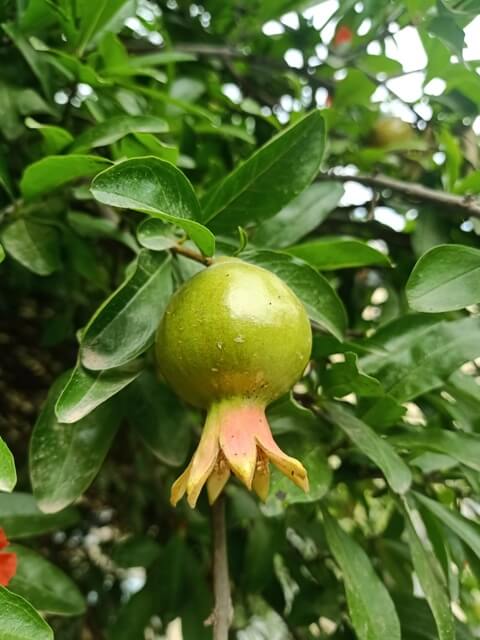 A green pomegranate fruit