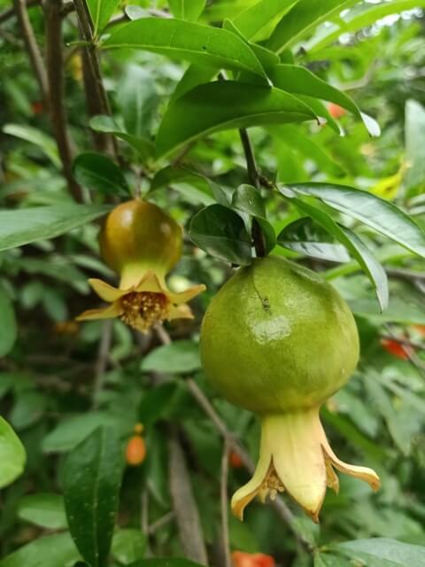 Pomegranate fruit on a plant 