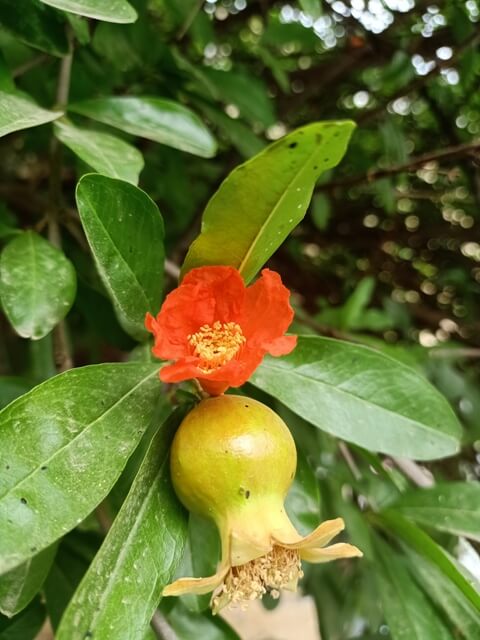 Pomegranate fruit with a flower