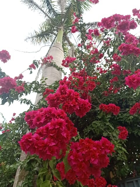 Bougainvillea plant with flowers