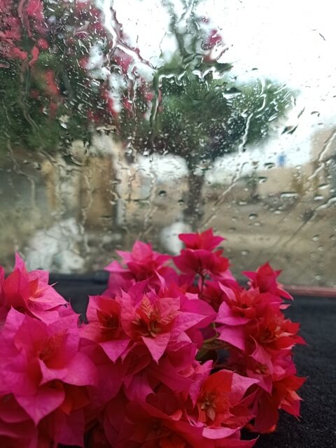 Bougainvillea flowers in rain