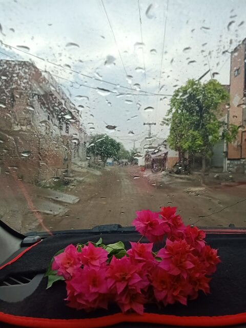 Bougainvillea flowers and rain