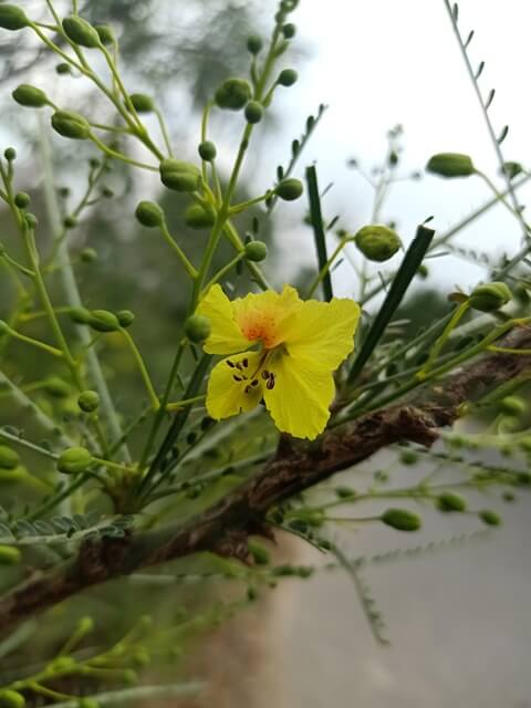 Yellow flower of palo verde