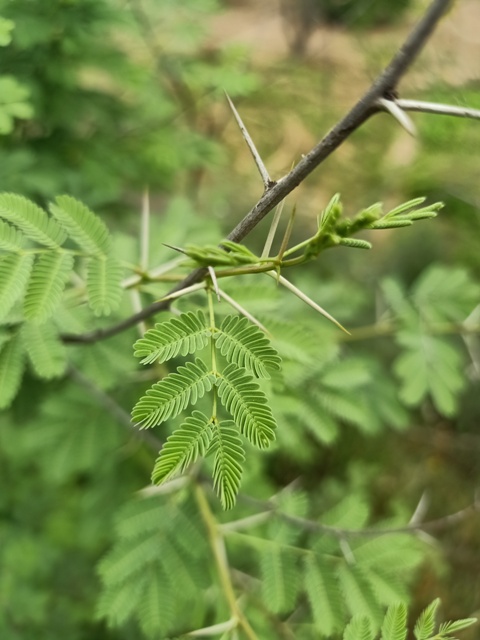 Keeker spines and leaves
