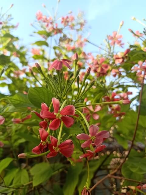 Rangoon creeper flowers