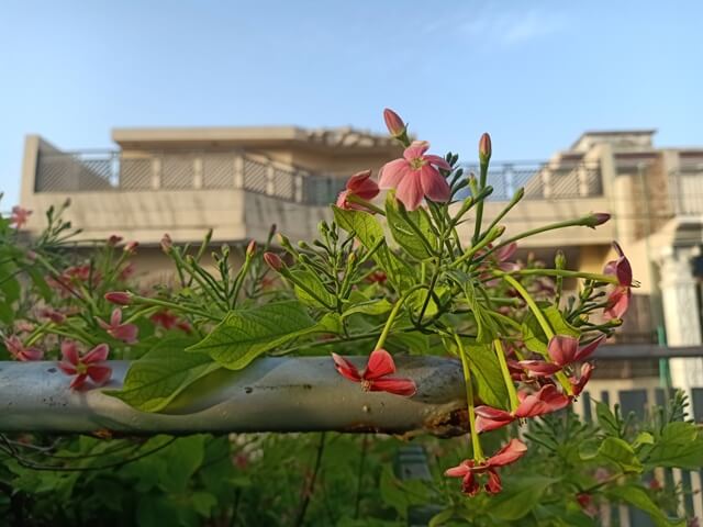 Rangoon creeper flowers on terrace