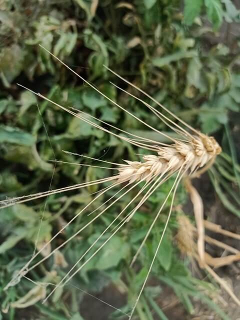 A wheat kernel
