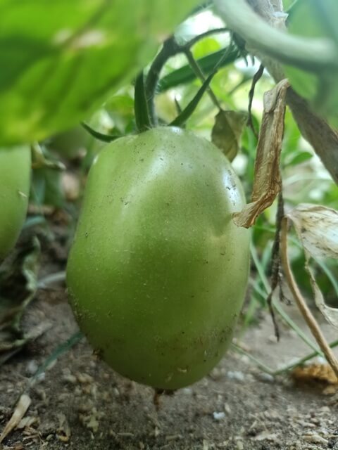 Green tomato in a kitchen garden 