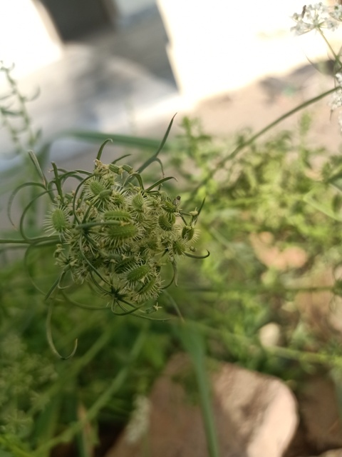 Fennel seeds