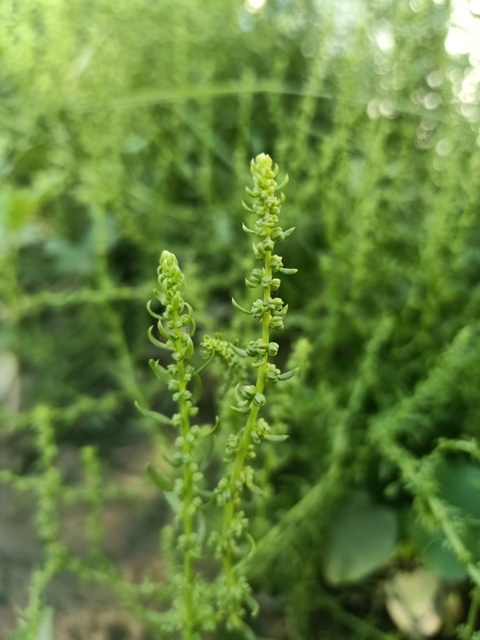 Spinach seeds